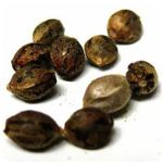 Семена марихуаны АК-47  (Seeds AK-47) в Шиханах